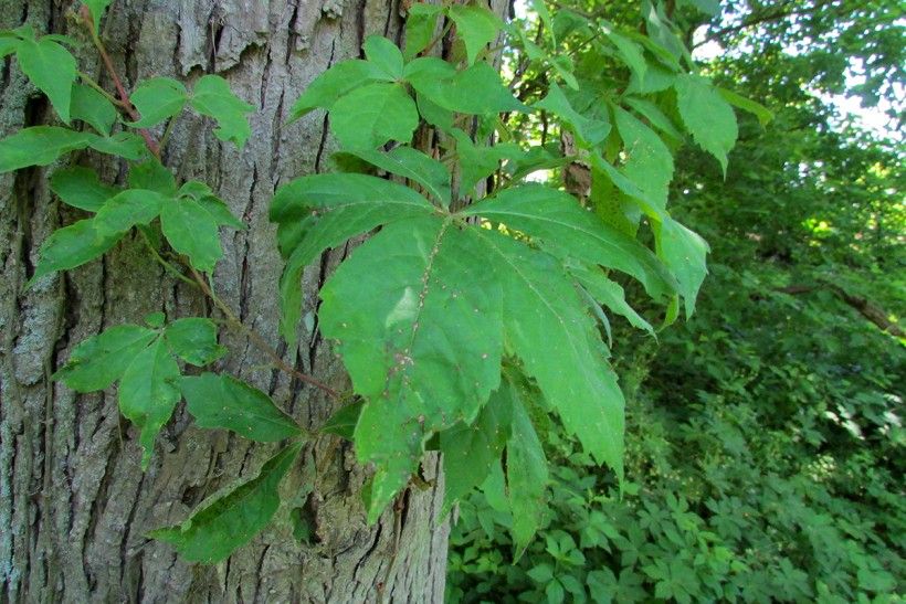 Poison Ivy vs. Look-alike Species | Brandywine Conservancy and